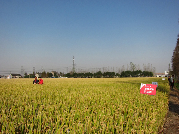 草莓色版APP在线观看水稻缓释专用肥示范田