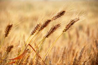 草莓色版APP在线观看最污草莓APP大全草莓视频色污版