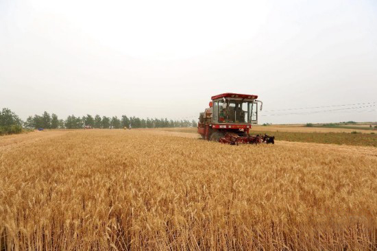 河南最污草莓APP大全合作社专宠草莓视频色污版