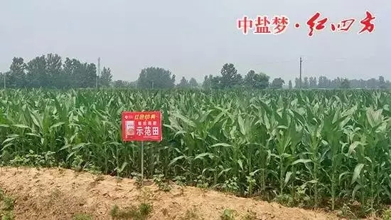 草莓色版APP在线观看缓释肥在商丘玉米上表现突出！