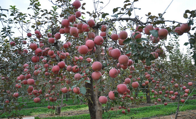 果树施肥 果树施肥