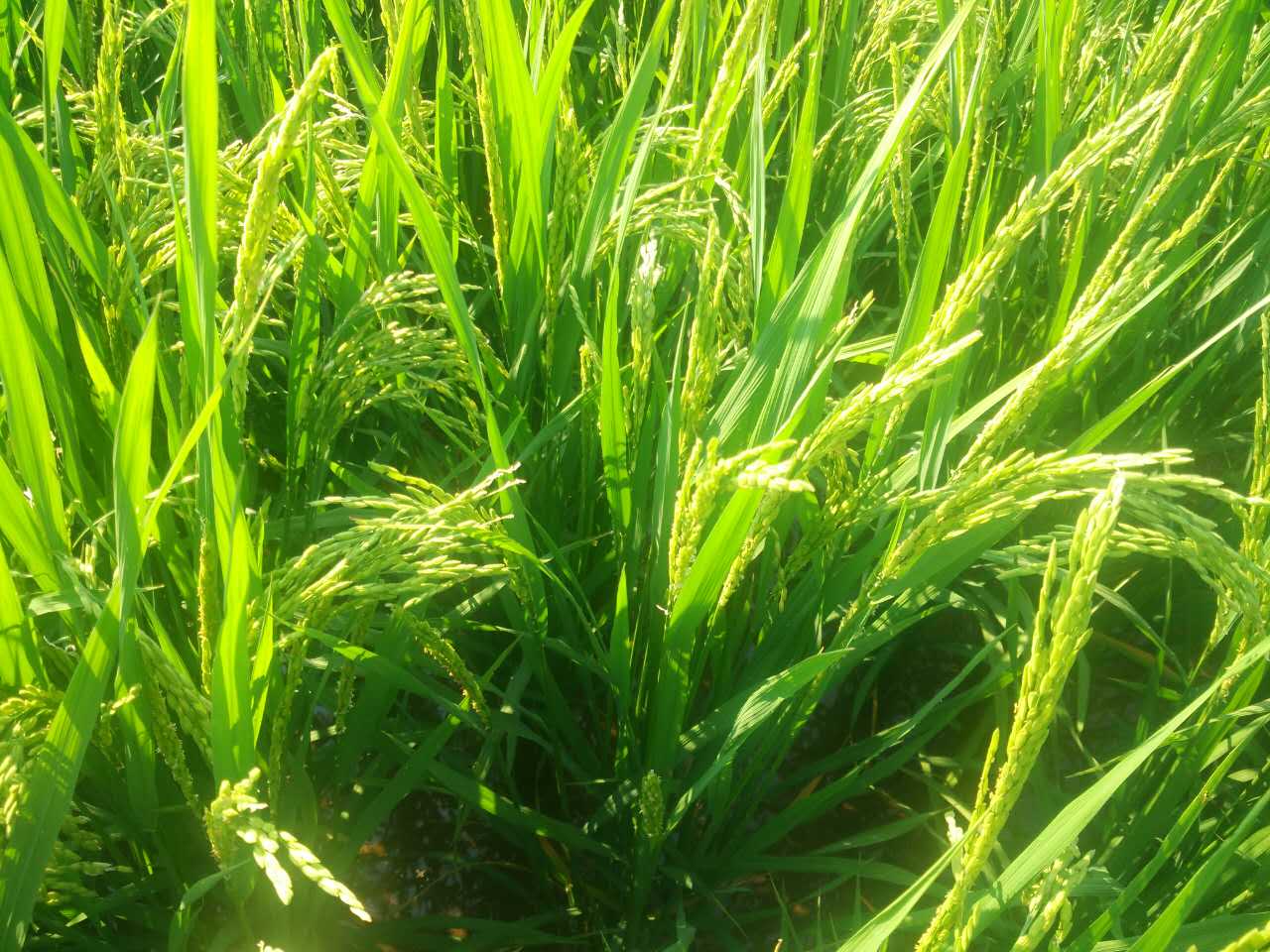 最污草莓APP大全生长后期种植技术管理